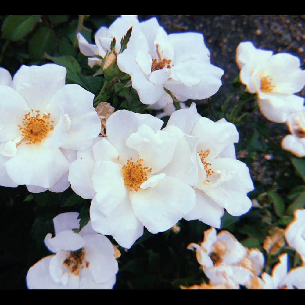 Meet your Posher, Zoey